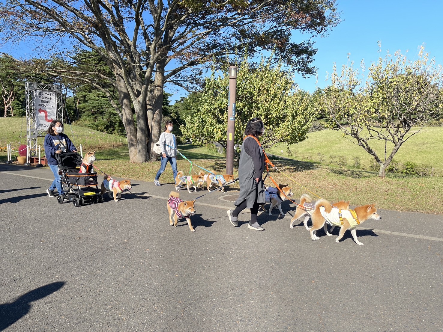 茨城國營常陸海濱公園 | 此生必去的日本景點之一，整片火紅的掃帚草，超級可愛 @傑哥的閒暇人生