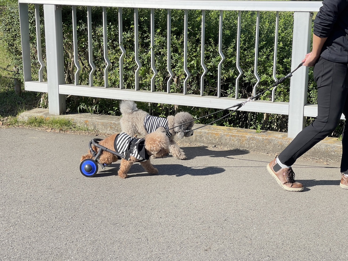 茨城國營常陸海濱公園 | 此生必去的日本景點之一，整片火紅的掃帚草，超級可愛 @傑哥的閒暇人生