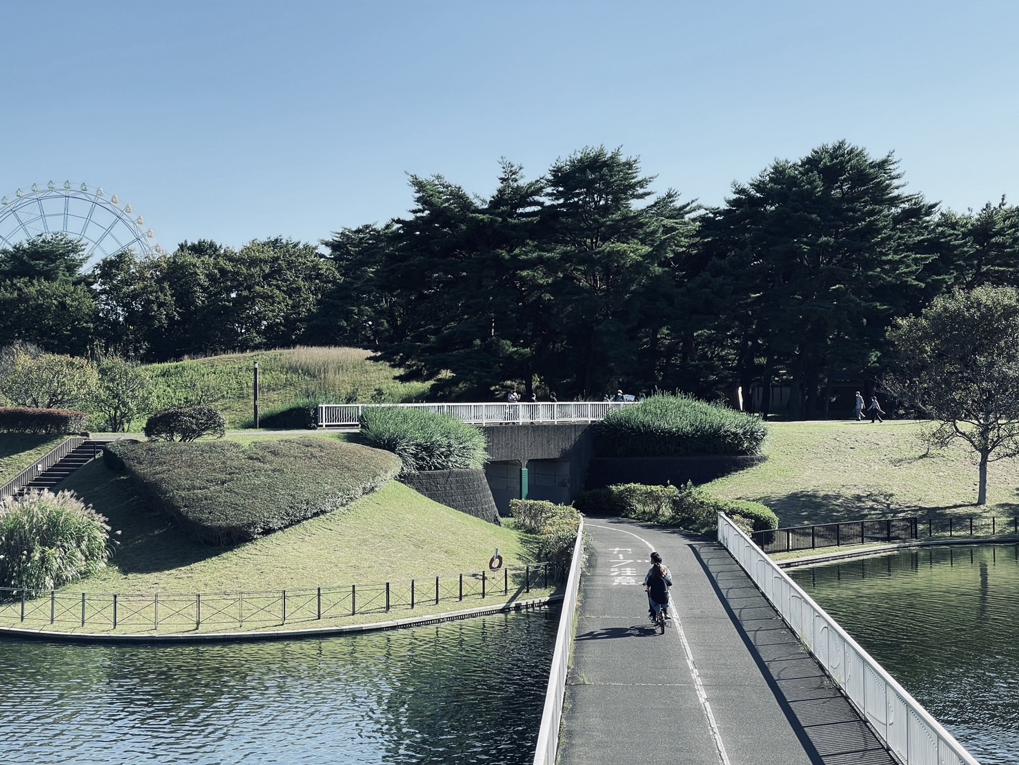 茨城國營常陸海濱公園 | 此生必去的日本景點之一，整片火紅的掃帚草，超級可愛 @傑哥的閒暇人生