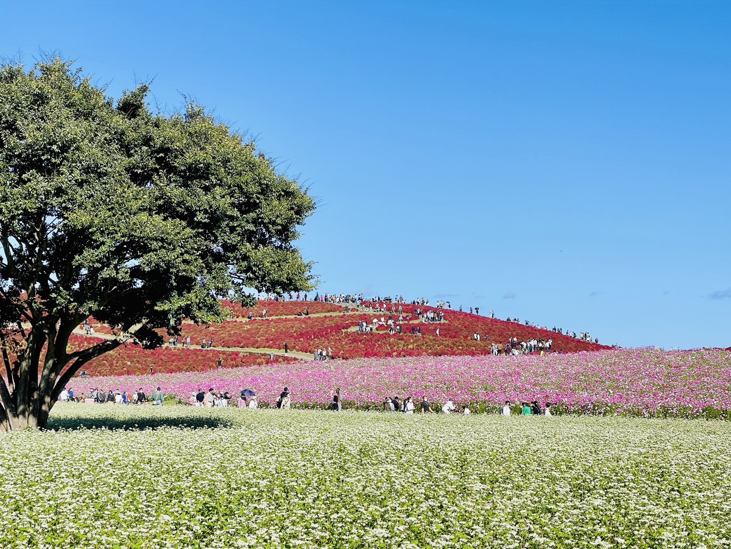 茨城國營常陸海濱公園 | 此生必去的日本景點之一，整片火紅的掃帚草，超級可愛 @傑哥的閒暇人生