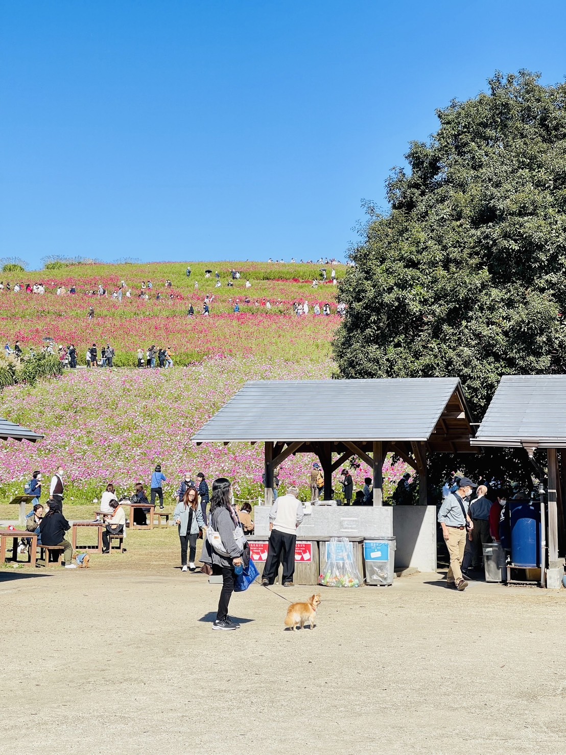 茨城國營常陸海濱公園 | 此生必去的日本景點之一，整片火紅的掃帚草，超級可愛 @傑哥的閒暇人生