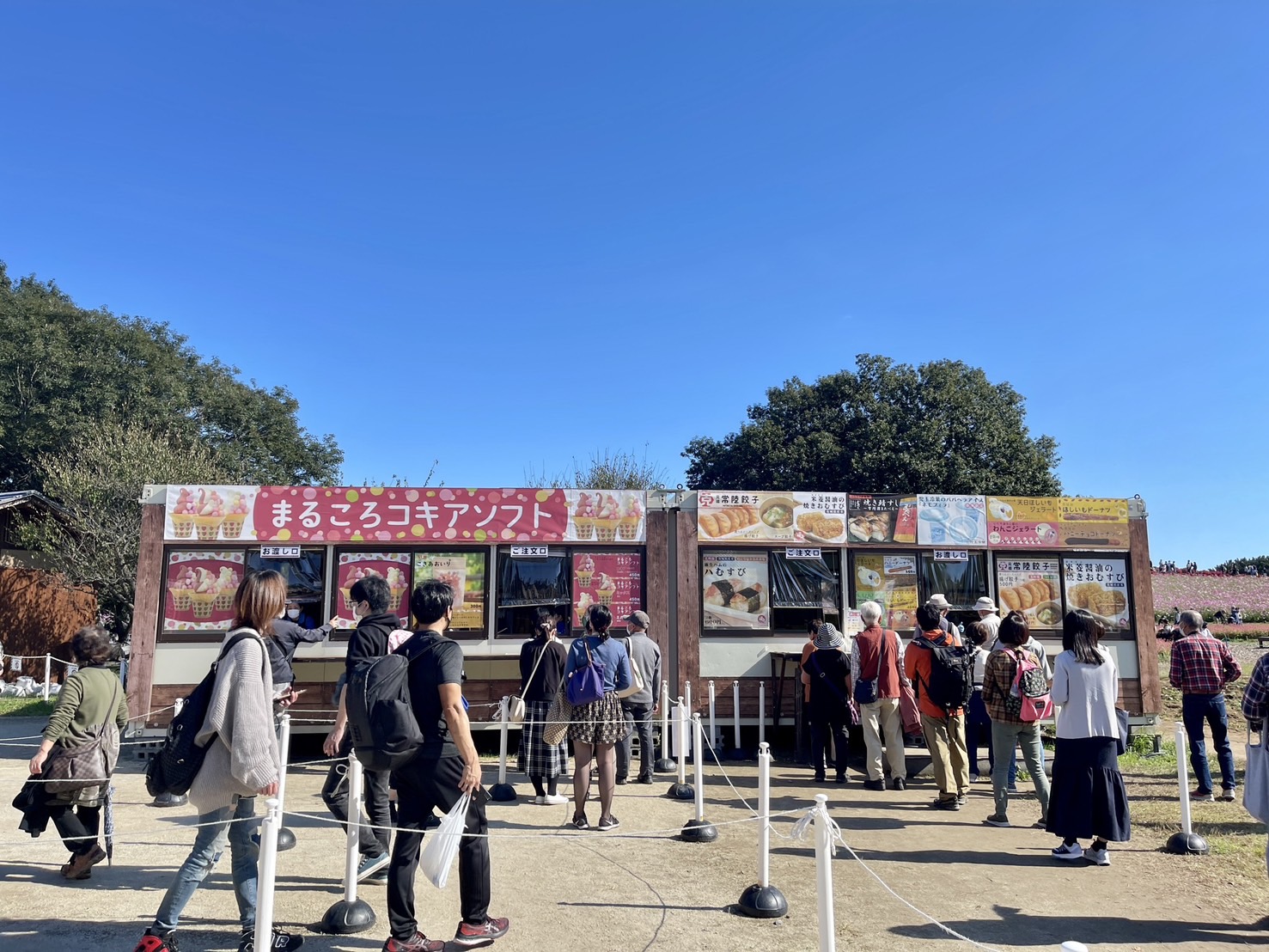 茨城國營常陸海濱公園 | 此生必去的日本景點之一，整片火紅的掃帚草，超級可愛 @傑哥的閒暇人生