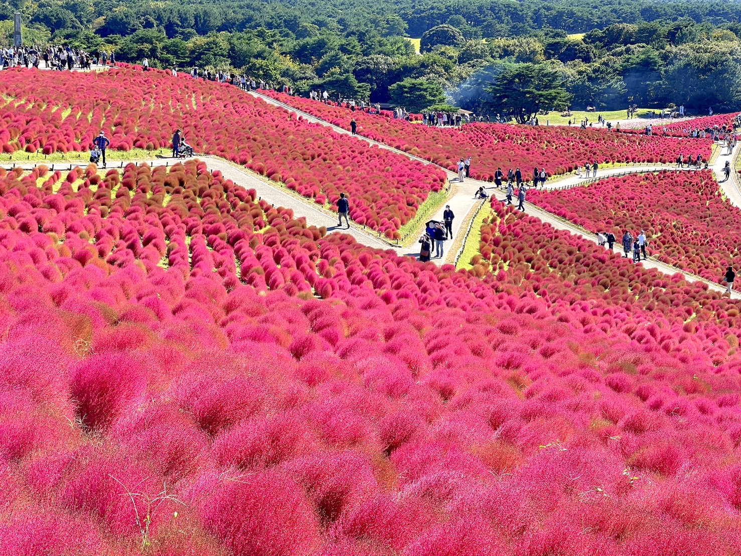 茨城國營常陸海濱公園 | 此生必去的日本景點之一，整片火紅的掃帚草，超級可愛 @傑哥的閒暇人生