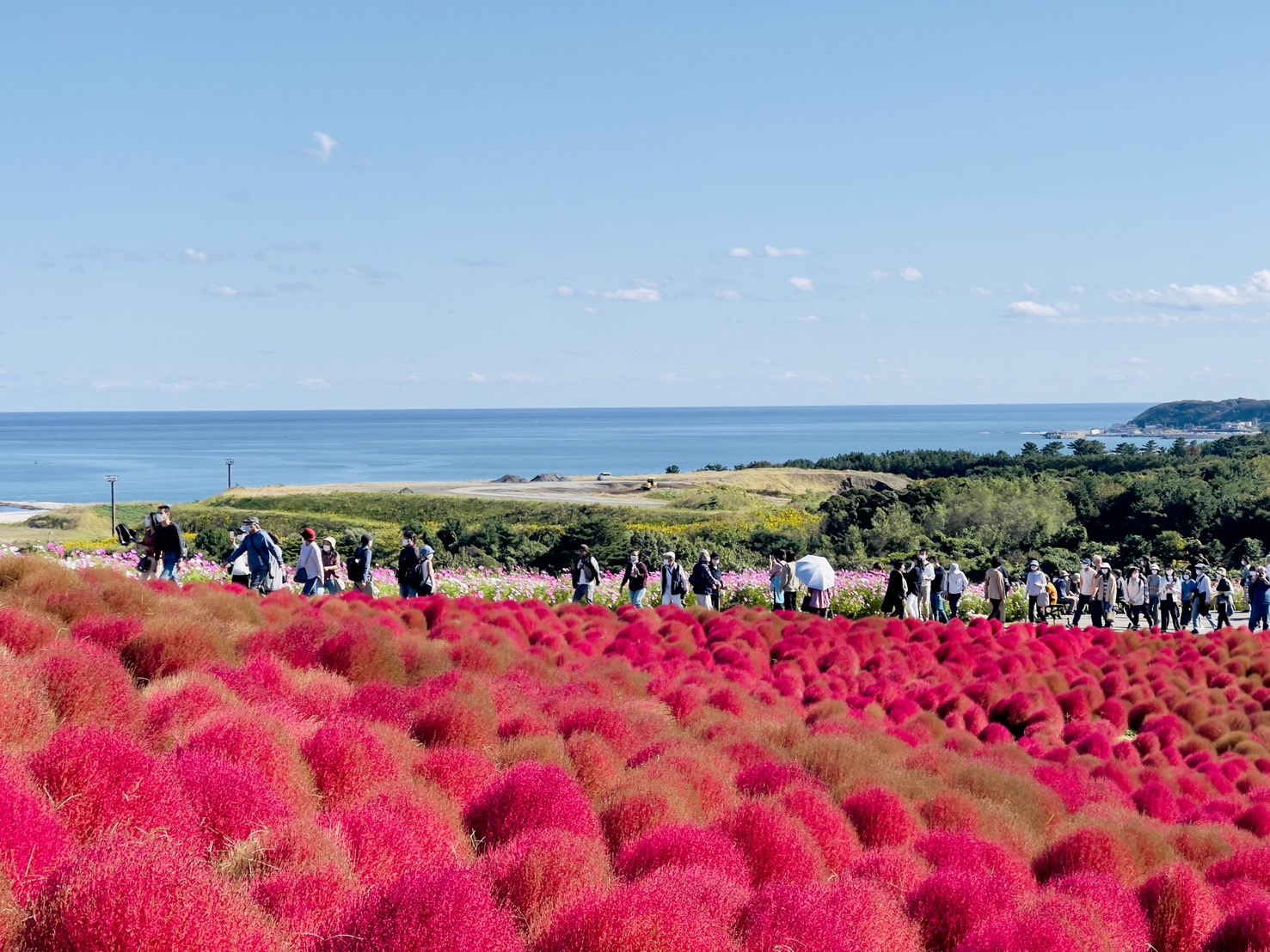 茨城國營常陸海濱公園 | 此生必去的日本景點之一，整片火紅的掃帚草，超級可愛 @傑哥的閒暇人生