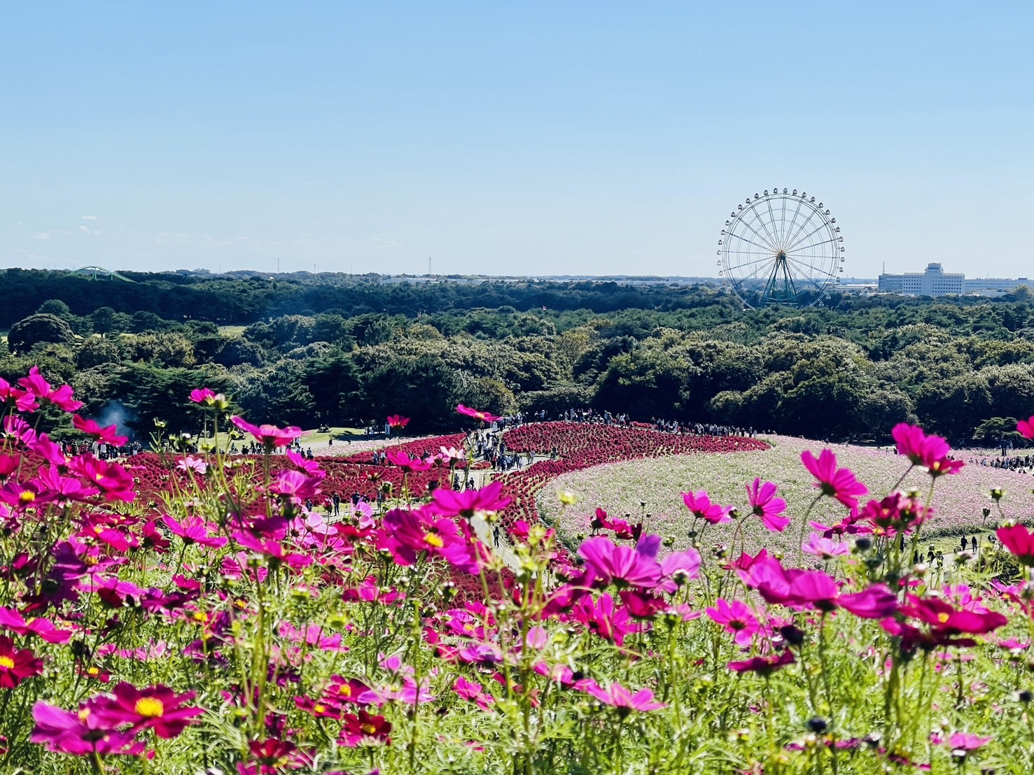 茨城國營常陸海濱公園 | 此生必去的日本景點之一，整片火紅的掃帚草，超級可愛 @傑哥的閒暇人生