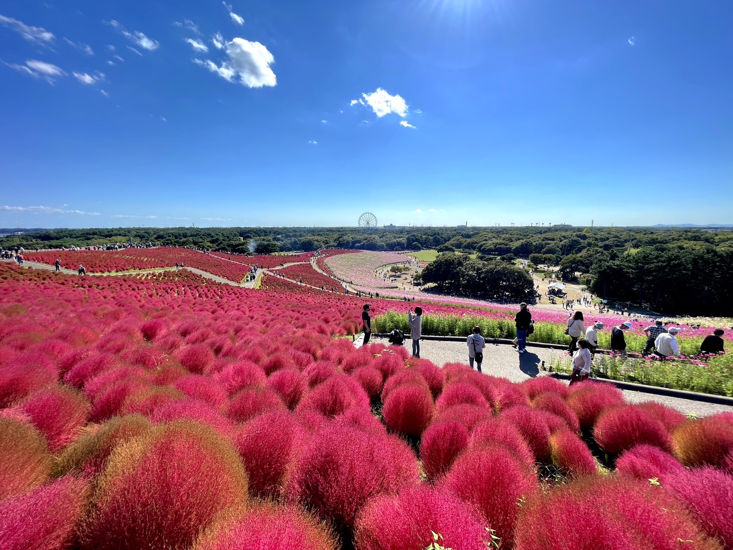 茨城國營常陸海濱公園 | 此生必去的日本景點之一，整片火紅的掃帚草，超級可愛 @傑哥的閒暇人生