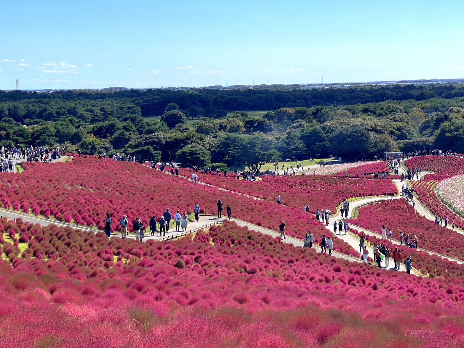 茨城國營常陸海濱公園 | 此生必去的日本景點之一，整片火紅的掃帚草，超級可愛 @傑哥的閒暇人生