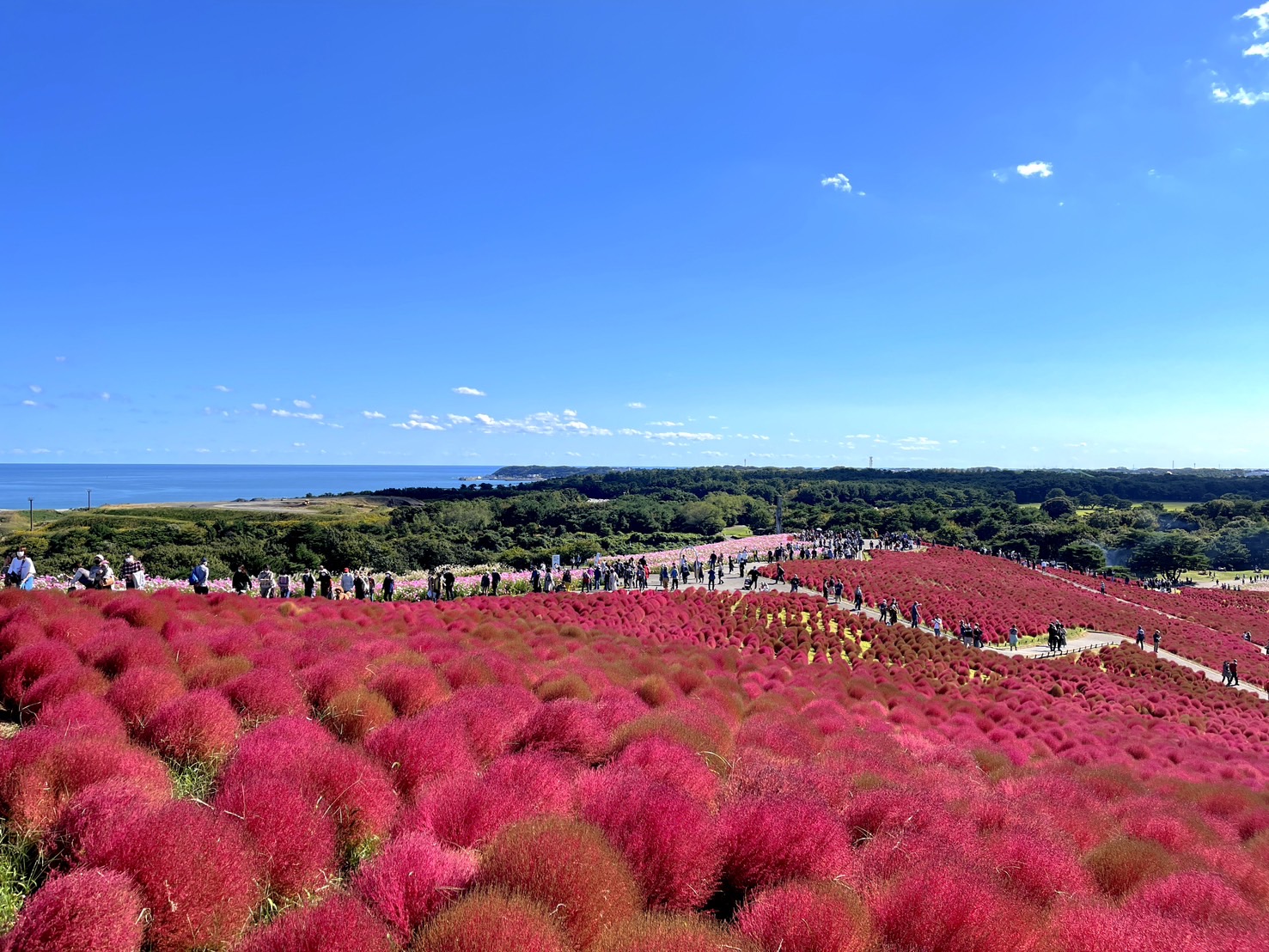 茨城國營常陸海濱公園 | 此生必去的日本景點之一，整片火紅的掃帚草，超級可愛 @傑哥的閒暇人生