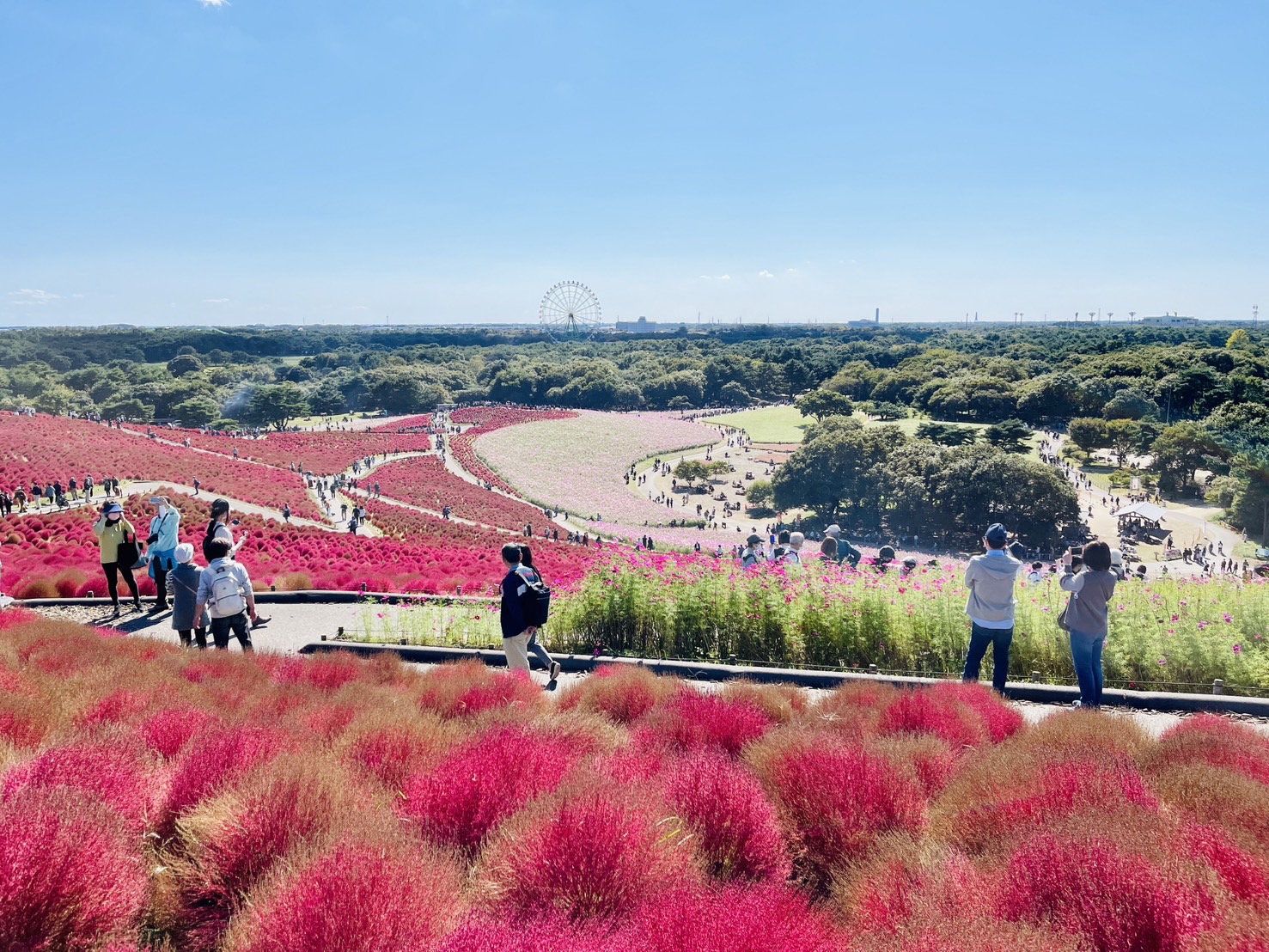 茨城國營常陸海濱公園 | 此生必去的日本景點之一，整片火紅的掃帚草，超級可愛 @傑哥的閒暇人生