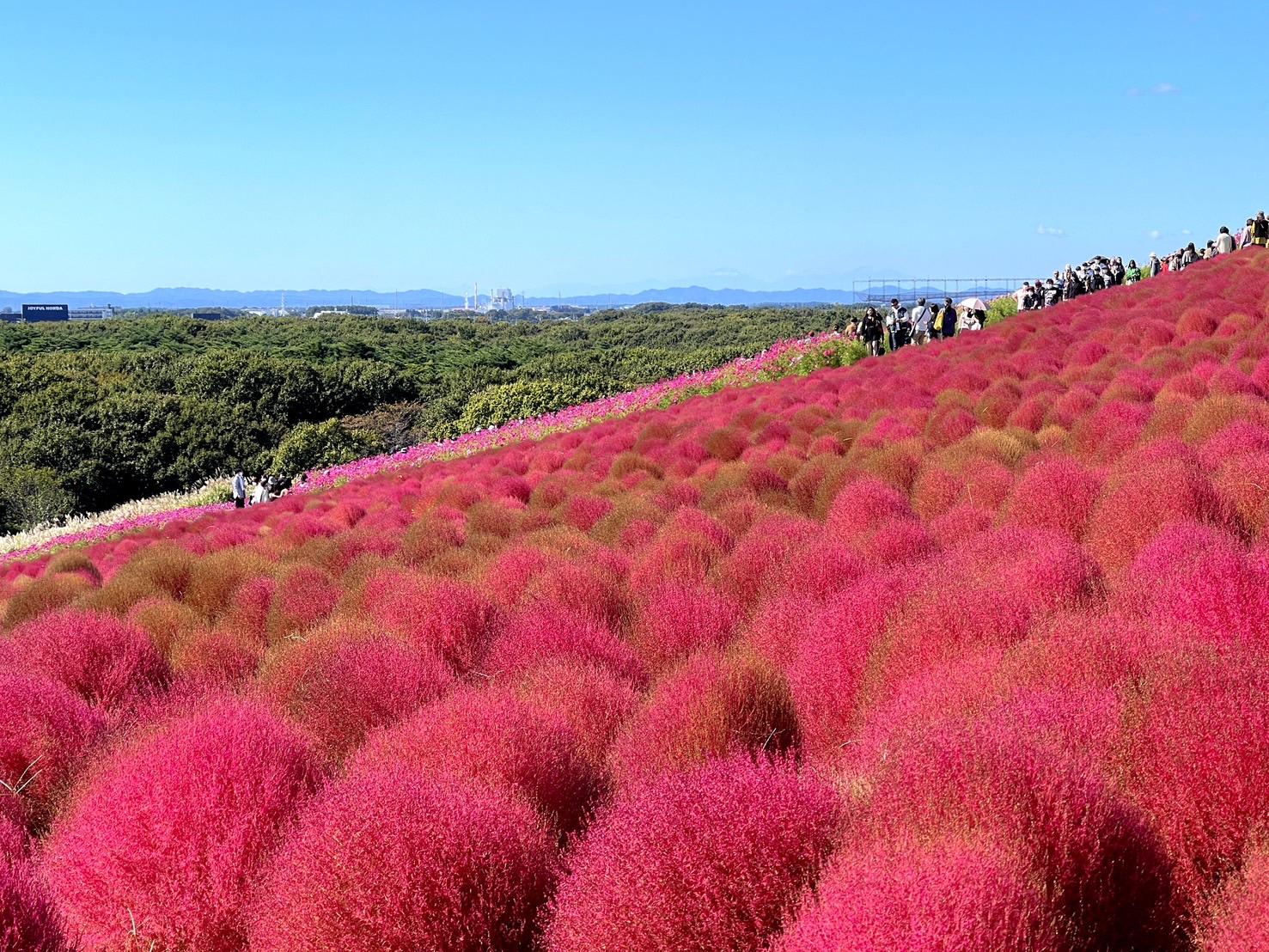 茨城國營常陸海濱公園 | 此生必去的日本景點之一，整片火紅的掃帚草，超級可愛 @傑哥的閒暇人生