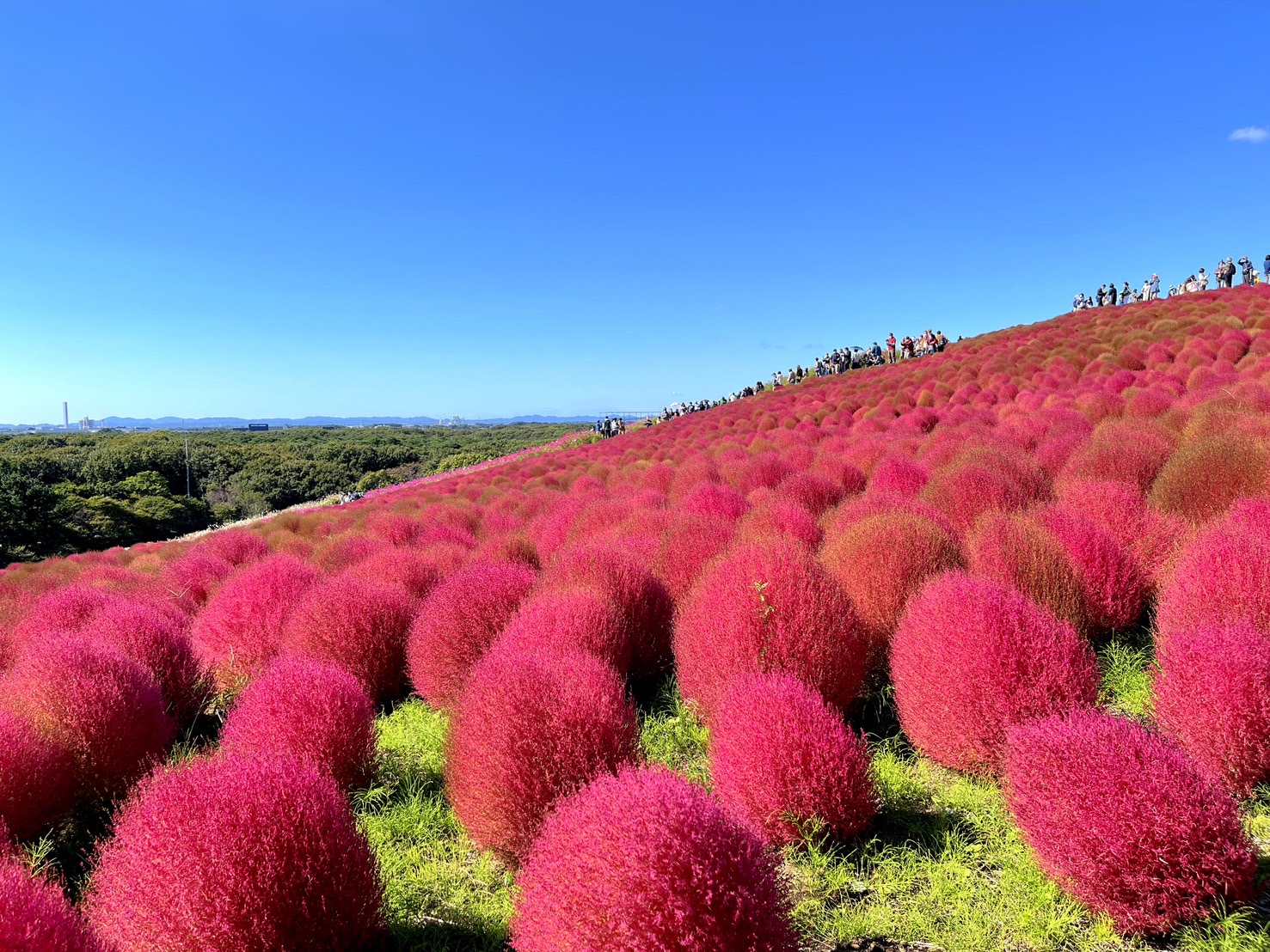 茨城國營常陸海濱公園 | 此生必去的日本景點之一，整片火紅的掃帚草，超級可愛 @傑哥的閒暇人生