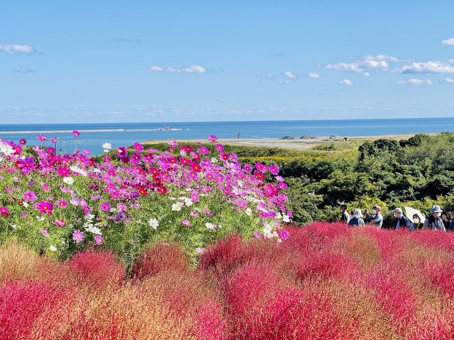 茨城國營常陸海濱公園 | 此生必去的日本景點之一，整片火紅的掃帚草，超級可愛 @傑哥的閒暇人生