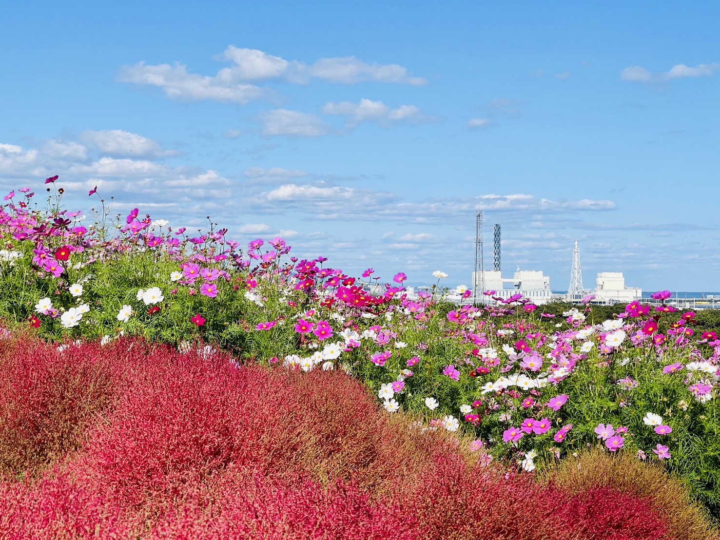 茨城國營常陸海濱公園 | 此生必去的日本景點之一，整片火紅的掃帚草，超級可愛 @傑哥的閒暇人生