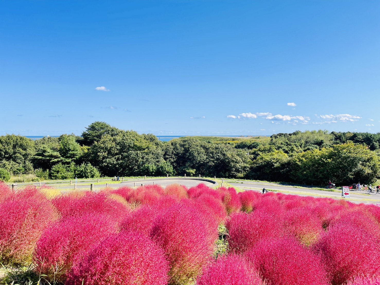 茨城國營常陸海濱公園 | 此生必去的日本景點之一，整片火紅的掃帚草，超級可愛 @傑哥的閒暇人生